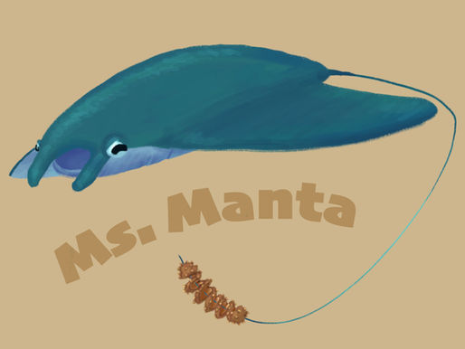 a manta using its tail to grill sea cucumber