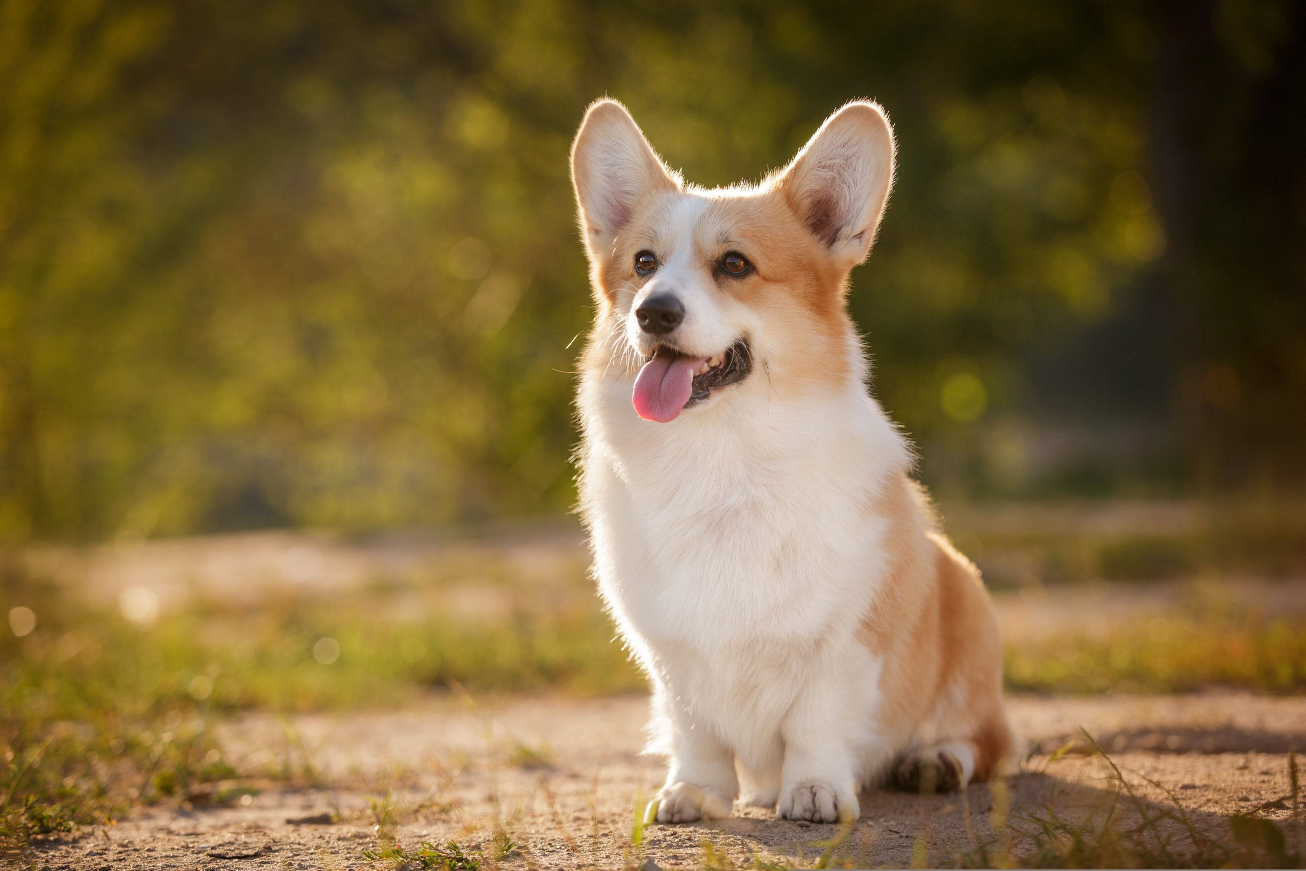 Corgi