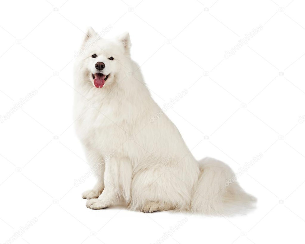 samoyede, samoyède, médecine vibratoire chien, comportement canin, développement personnel chien