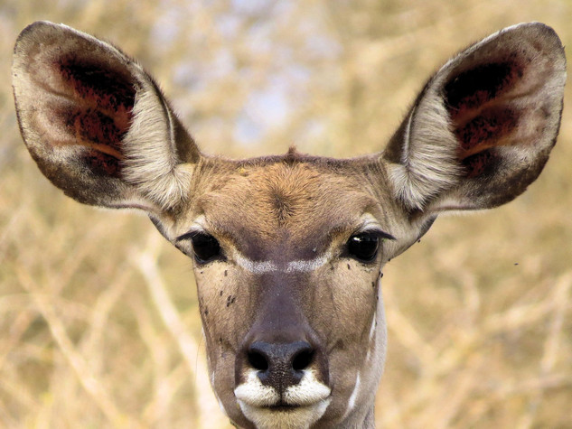Classic Kruger Safari