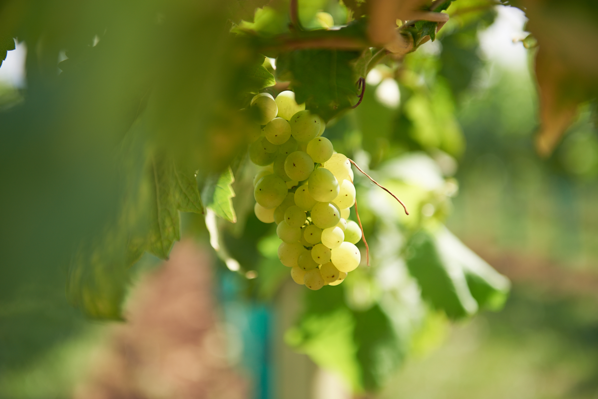 Writer: Whitehall Vineyard