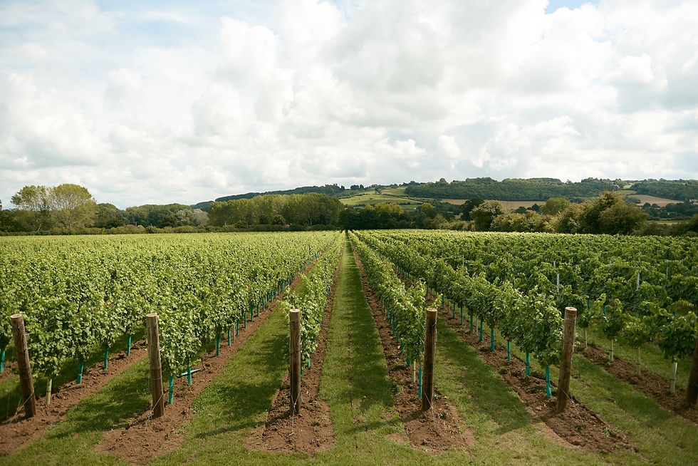 An image of Whitehall Vineyard vines in neat rows