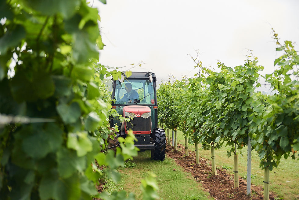 An image of red wine in a glass on a backdrop of the Vineyard vines