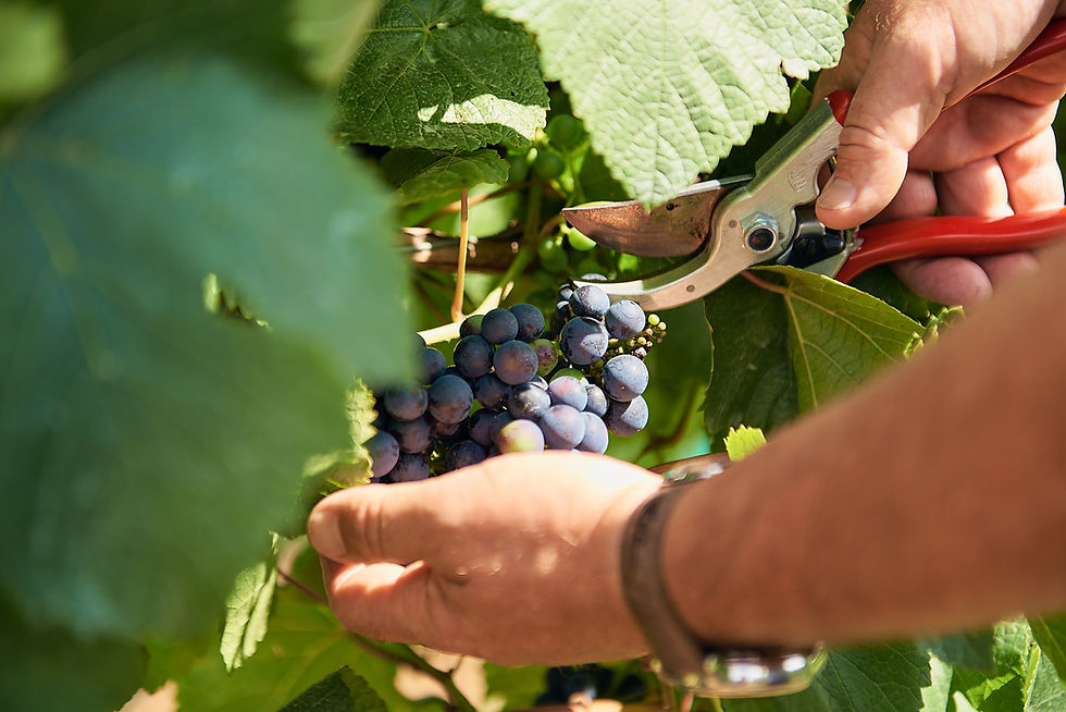 An Image of hand picked red grapes