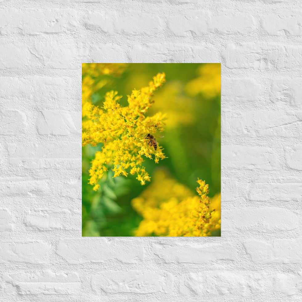 Thumbnail: Buzz - Matte Poster