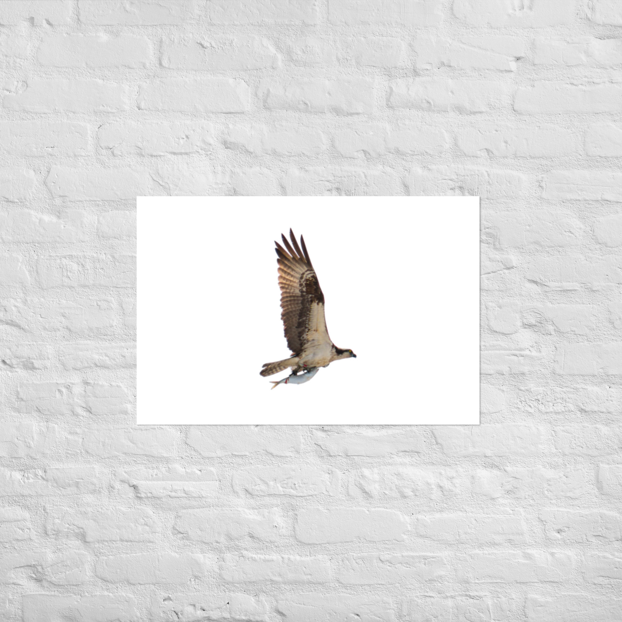 Today's Catch - Matte Poster