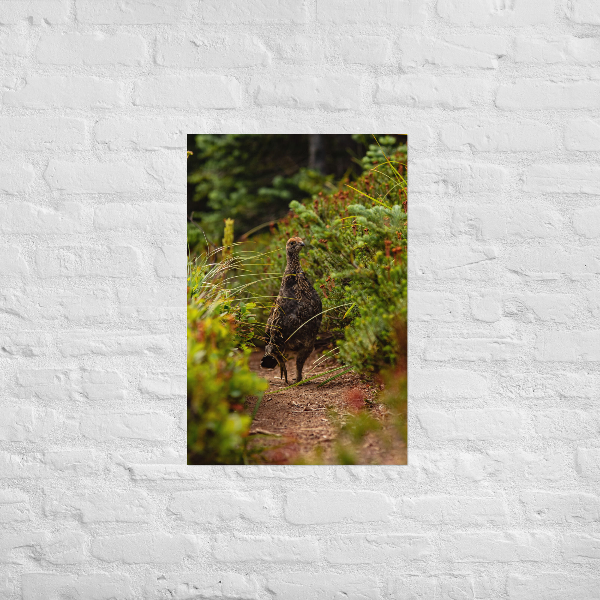 Big Bird - Matte Poster