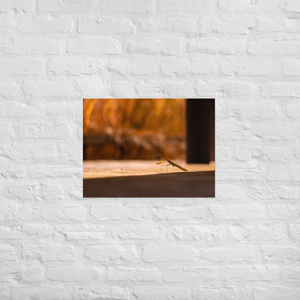 Thumbnail: Mantis in the shadows - Matte Poster