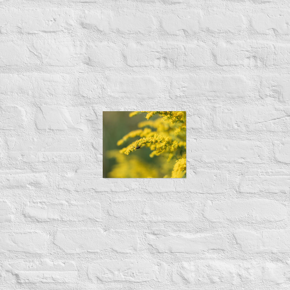Thumbnail: Pollinating Fly - Matte Poster