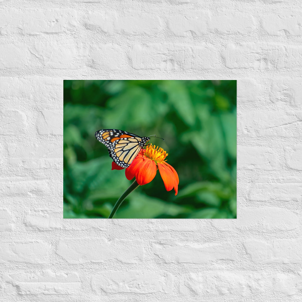 Thumbnail: Sunbathing Monarch - Matte Poster
