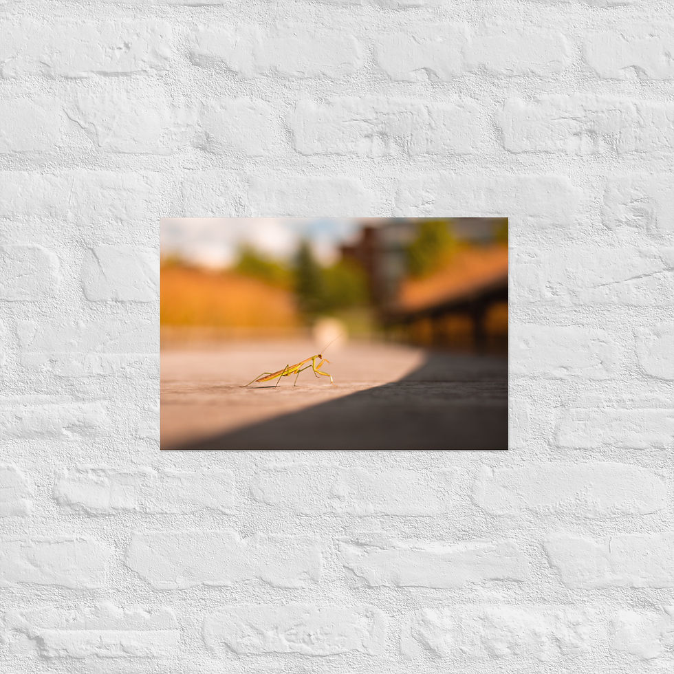 Thumbnail: Mantis - Matte Poster