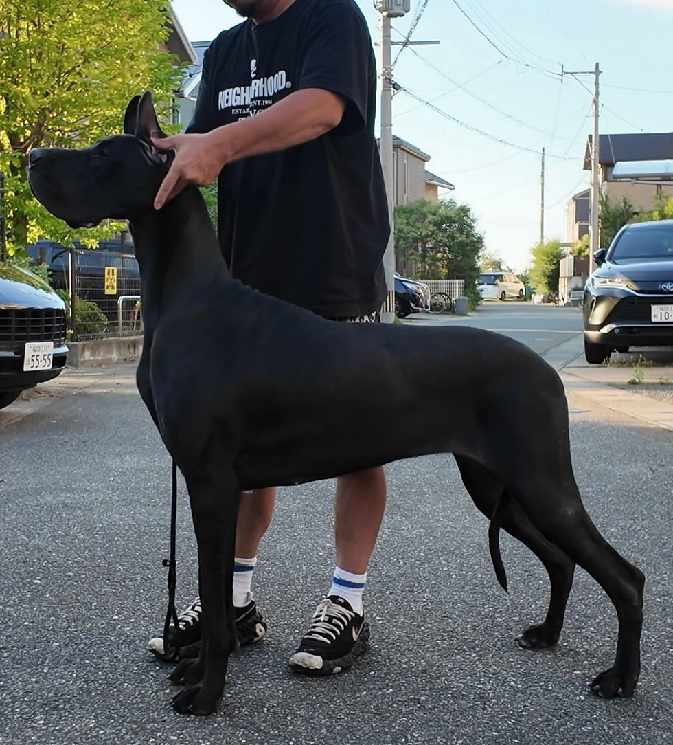 2026ドッグショースタート