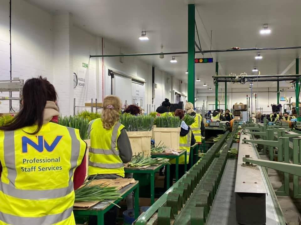 Flower Packer Factory Exploring Opportunities for Flower Factory Operatives Across the UK