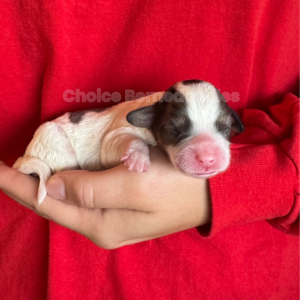 Merle Perti Female Micro Mini Bernedoodle