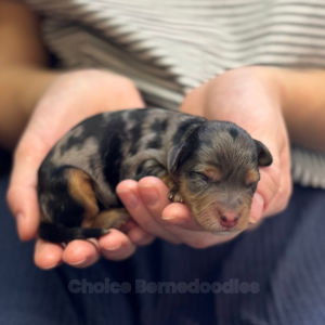 Tiny f1b blue merle phantom female