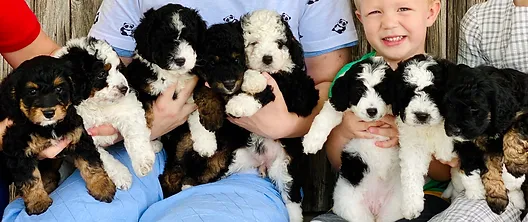 Tinyf1b Bernedoodles Micro Mini Bernedoodles Central Texas