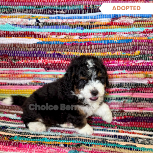 Black Tri Male Micro Mini Bernedodle