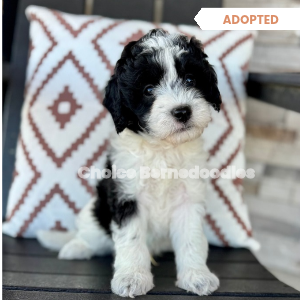 Black Tri Parti Micro Mini Bernedoodle Male