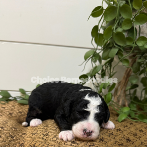 Black Tri Micro Mini Bernedoodle Male
