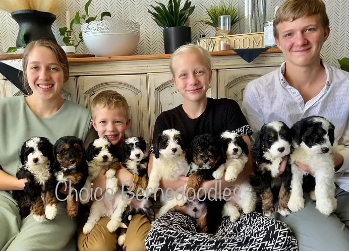 the children of choice bernedoodles holding a littler of tiny bernedoodle puppies