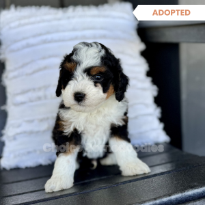 Black Tri Micro Mini Bernedoodle Male