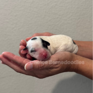 Blue Merle Parti Micro Mini Bernedoodle Male