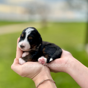 Male Black Tri Tiny f1b Bernedoodle Wilder