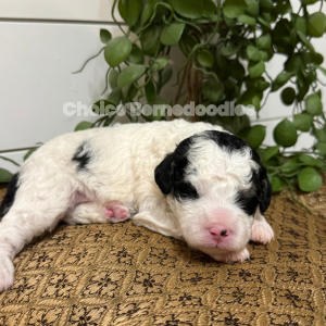 Black & White Parti Micro Mini Bernedoodle Female