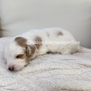 Apricot Parti Male Micro Mini Bernedoodle Male
