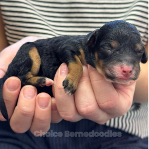 1 day black & tan phantom tiny f1b bernedoodle female 