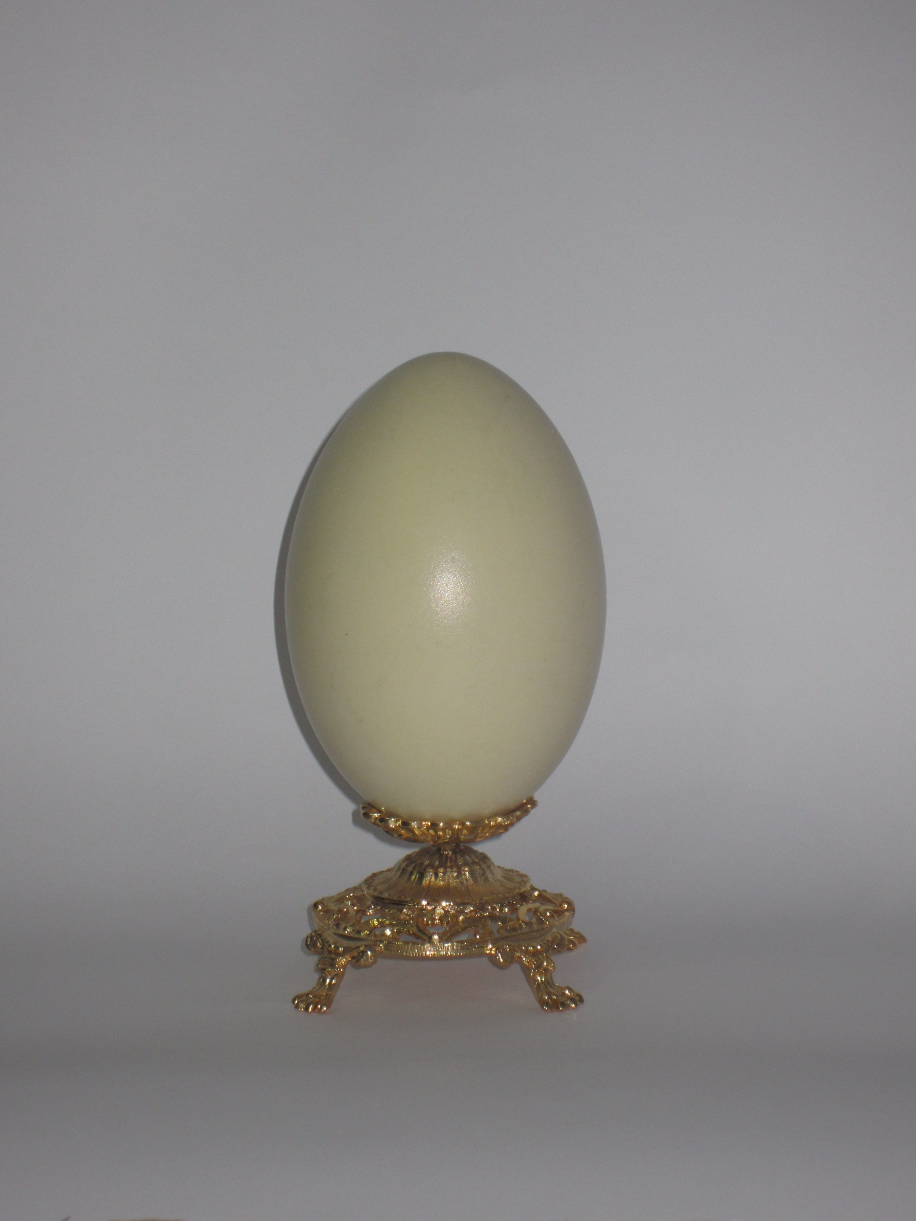 Rhea egg