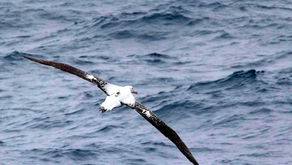 Adaptación de las especies