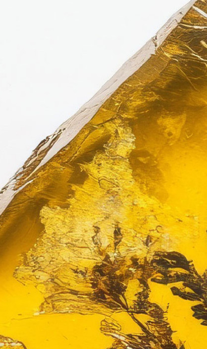 Plant-Inclusion-Amber_edited.jpg