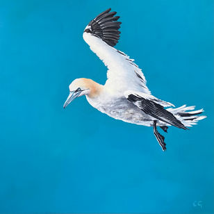 It is amazing to lie and watch gannets float up and down the cliff face. This one was just hanging in the breeze around the cliffs in Shetland and I wanted to show just the bird in space.