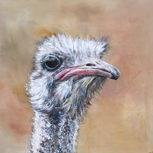 I love the expression this male ostrich appears to have.