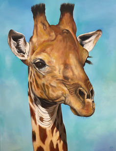 Bhekani is a male giraffe, you can tell from his worn 'bald top' ossicones and facial scars.