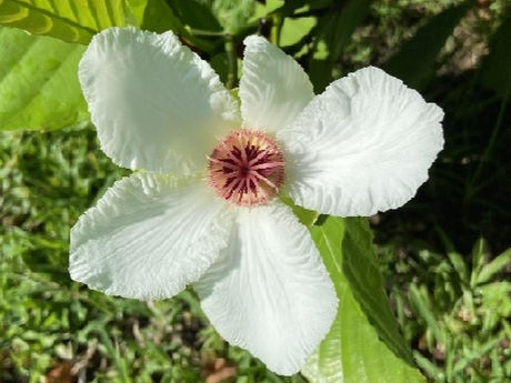 グリーンプロジェクト