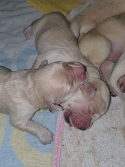 IMG-20201214-WA0004