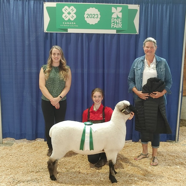 Arbutus Glade Farm sheep for sale Saanichton, BC, Canada