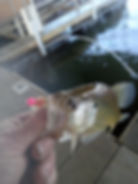 Thumbnail: Electric Chicken Hair Jig