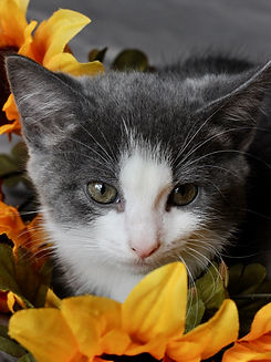 6 Latte (9wk F dsh).jpeg