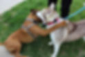 puppy playdate