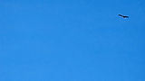 eagle right side - 490kb.jpg