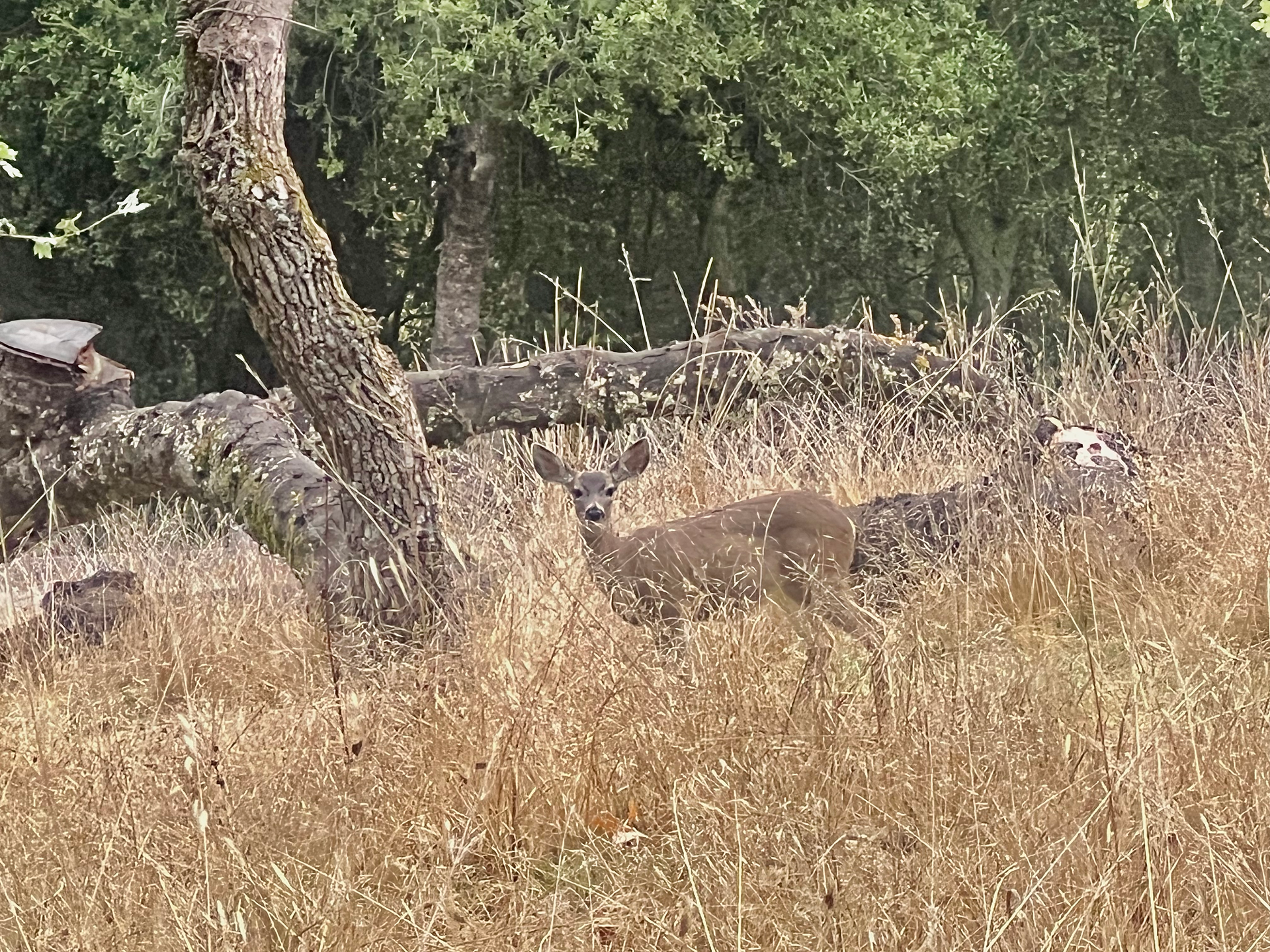 Black tail deer