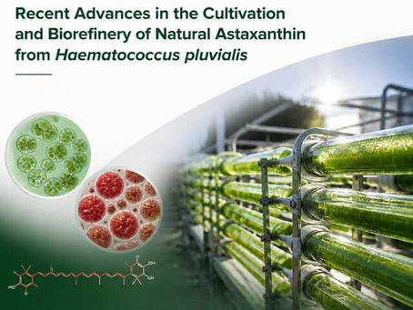 Haematococcus pluvialis