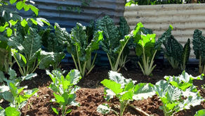 Growing Sustainable Futures: The Greening Initiative at the Arise Centre