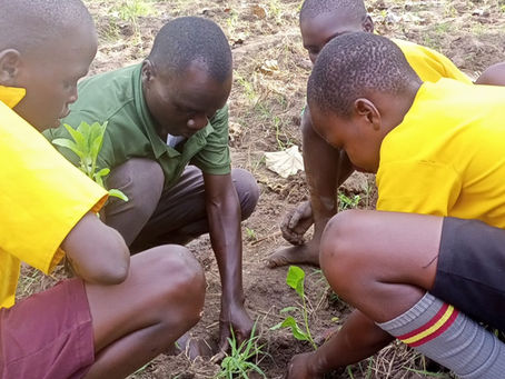 Beyond the Results: Lessons from Paorinher