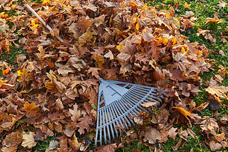 XL lawn rake fall leaves