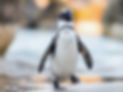penguin6.jpg