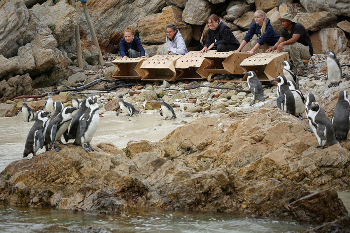 ©Dan Callister-sanccob-african penguins released_1.jpg